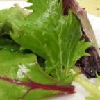 Best Garden Salad in Manchester, CT