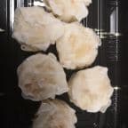 Best Shumai (6 pcs) in Manchester, CT